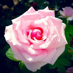 Meet your Posher, Becky